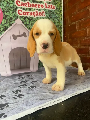 Bicolor Lindos Filhotinhos beagle vermifugo lindos