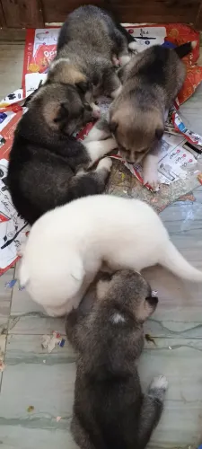 Vendo filhotes de Akita inu 