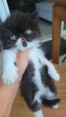 Gato persa filhote