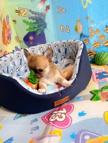 Chihuahua Pelo Longo machinhos
