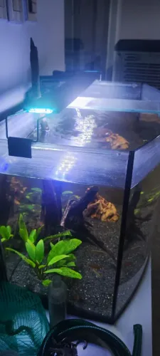 Aquario 72L vidro curvo