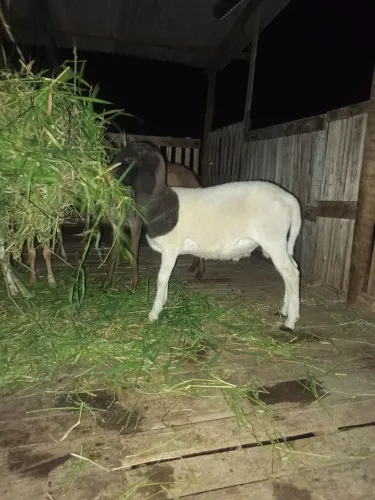 Borrego Dorper
