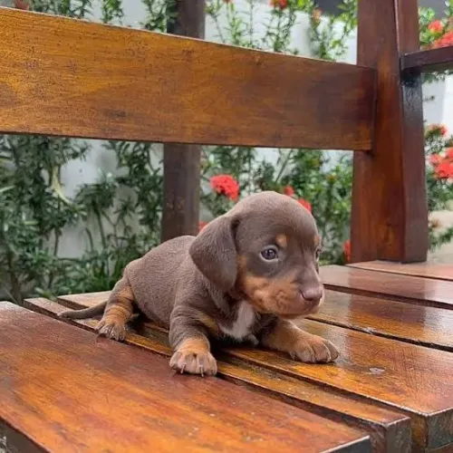 Super lindinho filhote de Daschound macho chocolate 