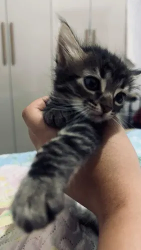 Filhote de Gato