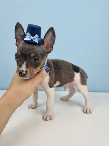 Pinscher Menino Fofo de Olhar Encantador