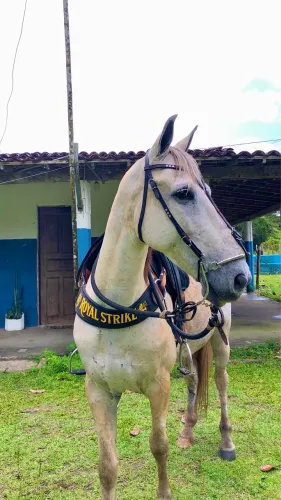 Cavalo mestiço de quarto de milha