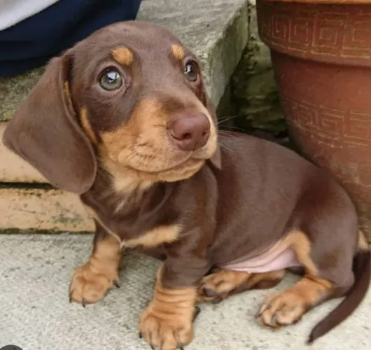 dashshund (salsichinha)