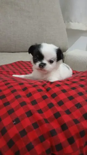 Chihuahua Pelo Longo 