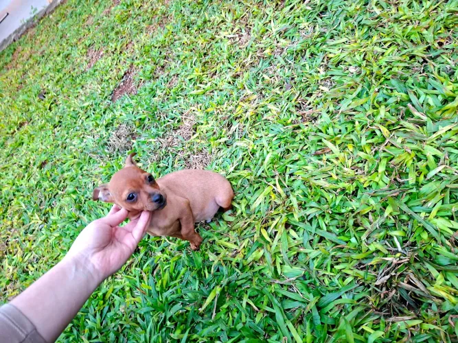 PINSCHER MACHINHO 1
