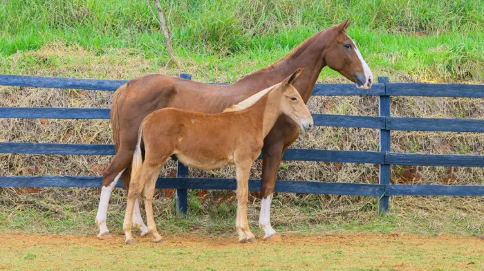 Burro Registrado