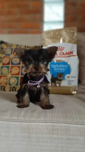 Yorkshire Terrier,Yorkshire Terrier Filhote Muito Amoroso e Dócil