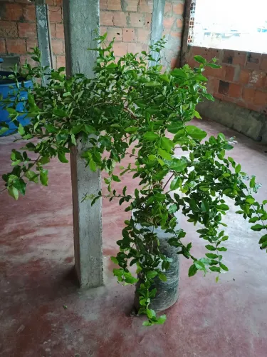 Muda de acerola