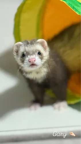 Ferret com 1 ano 