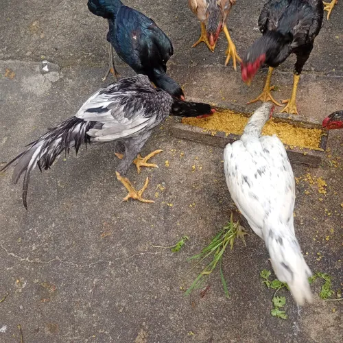 Galos e galinhas