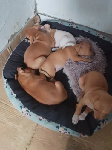 Vendo filhotes de Pincher 1 com 2