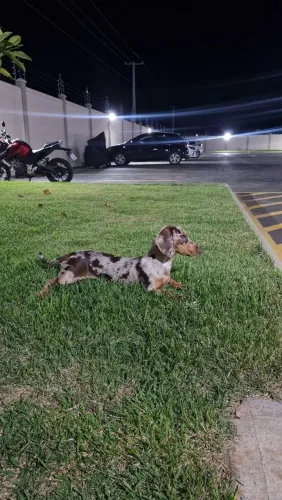 Cofap/dachshund/salsicha 