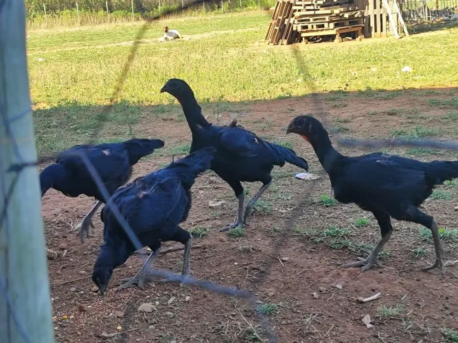 Galinha Índio Urubu 