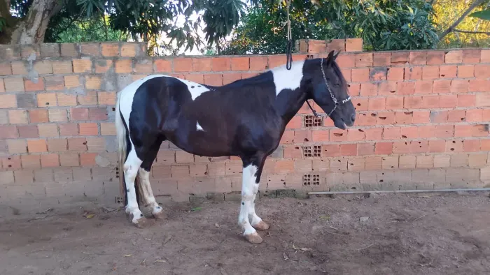 Cavalo