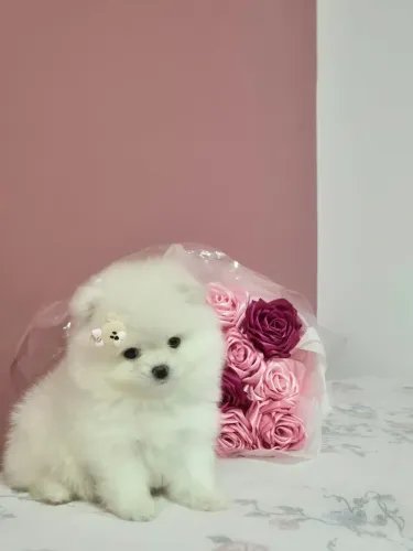 Lulu da pomerânia anão fêmea branca