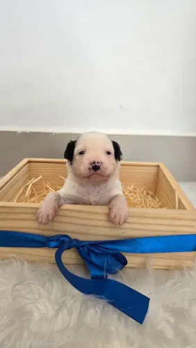 Border Collie - Preto e Branco (Black & White) Macho