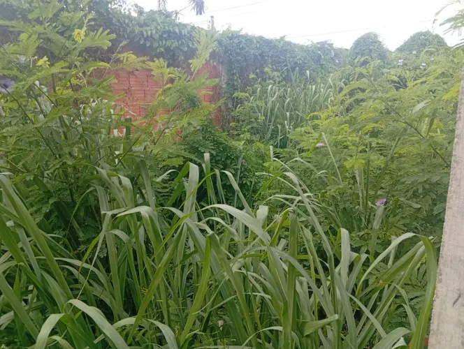 Jardinagem em geral 