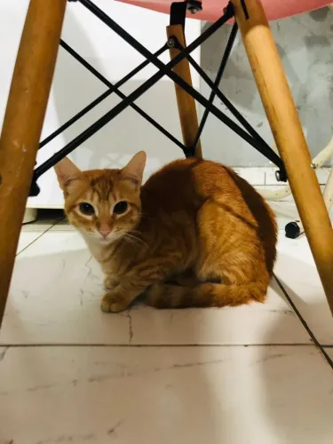 Doação gato
