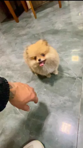Mini Lulu da Pomerania