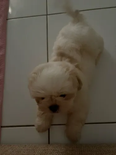 Shih Tzu ( Macho )