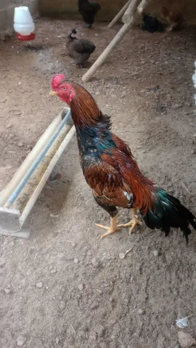 Galo mura