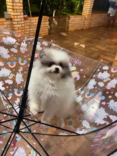 Vendo Spitz alemão