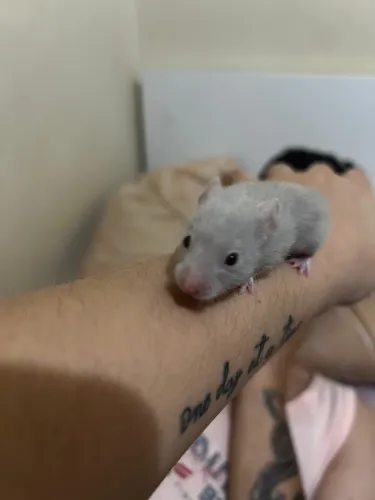 Hamster sírio macho