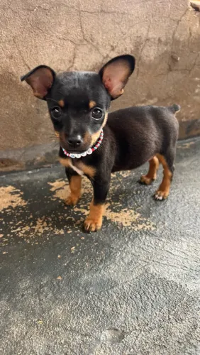 Pinscher número 1 macho