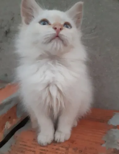 Gatinho ragdool