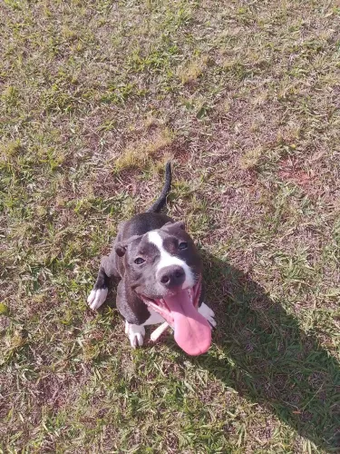 Pitbull pra venda no precinho