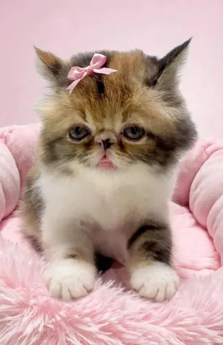 Linda e perfeita fêmea persa tricolor uma verdadeira princesa
