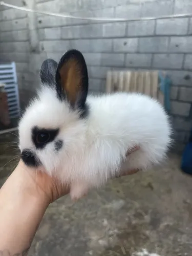 Coelhinho filhote, macho, 1 mês
