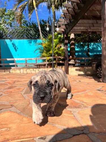 Filhotes cane corso italiano