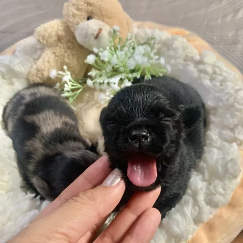 Chihuahua