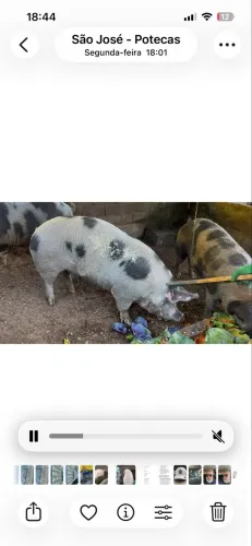 Lindas Porcas para vender 