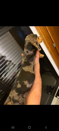 Vendo (dachshund, teckel, basset )