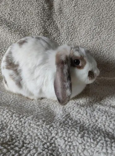 Coelha mini Lop 