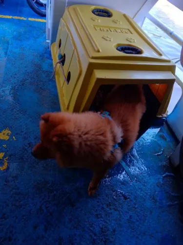 Caixa de Transporte para Pets tamanho 6 muito grande