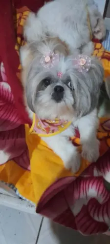 Shih tzu disponíveis 