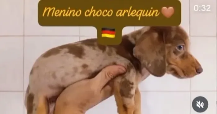 salsicha dachshund basset filhotes lindos