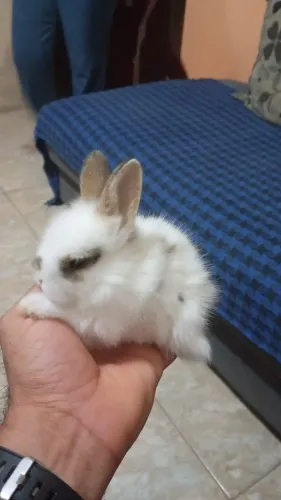 Filhotinhos de Coelho da Raça Mini Lion