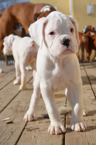 Filhotes De Boxer - Eles Já Estão Prontos Para Te Amar!