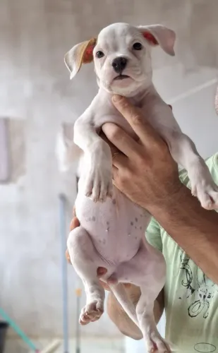 Filhote de boxe com buldogue americano