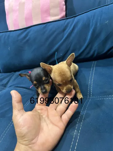 Pinscher miniatura 00 machos e fêmeas 