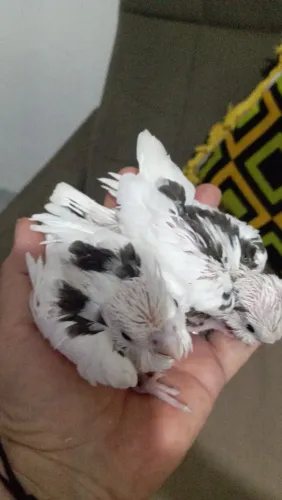 Gaiolinhas novas