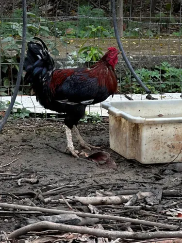 Galos